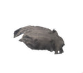 ÖN ÇAM.DAVLUMBAZI SAĞ ( ARKA- HALI ) F10 2010- - İTHAL